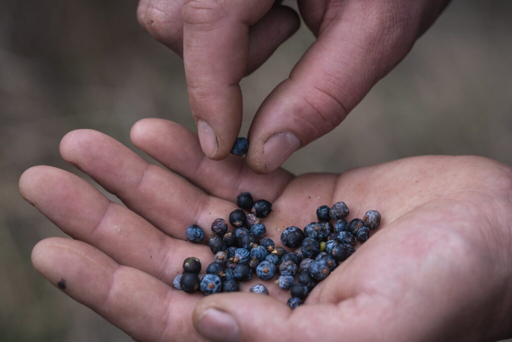 SERBIA-AGRICULTURE-GIN-CLIMATE