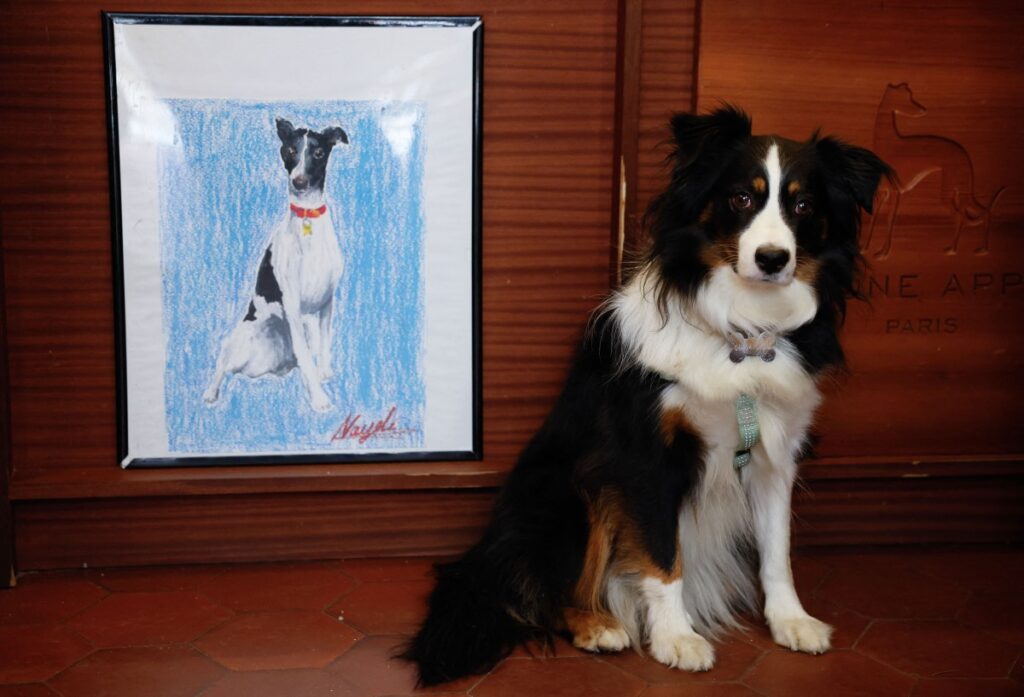 Paris dog